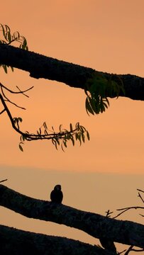 Oropendola or Conoto bird nest on a tree branch during a sunset.