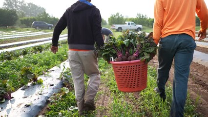 Two backlit farmers carrying a laundry hamper full of fresh beets through a field in early morning sun.