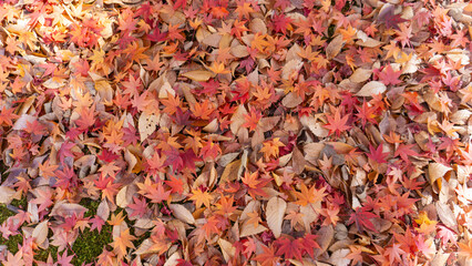 紅葉と落ち葉
