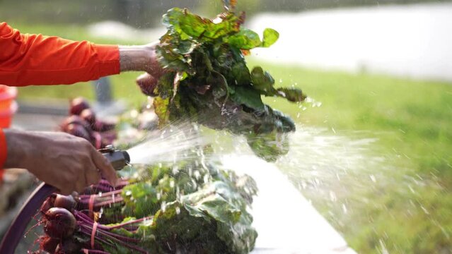 Slow motion of backlit hose spraying water, cleaning freshly picked beets from the field in early morning light.