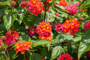 Lantana camara (common lantana) is a species of flowering plant within the verbena family (Verbenaceae),