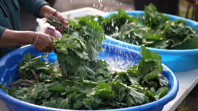 Kale floating in a pool being washed after being freshly picked while farmer in background churns them cleaning the dirt off. Shot in slow motion.