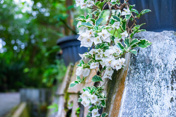 White bougainvillea flowers on a stone wall. Selective focus.