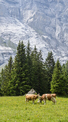 Vache &agrave; la montagne