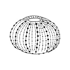 Sea ​​Urchin Simple Vector Illustration