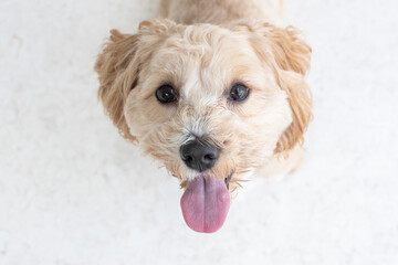 Portrait of a cute spaniel looking at the camera. Cute golden doggy