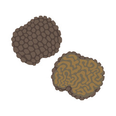 黒トリュフ。フラットなベクターイラスト。
Black truffle (black Périgord truffle). Flat designed vector illustration.