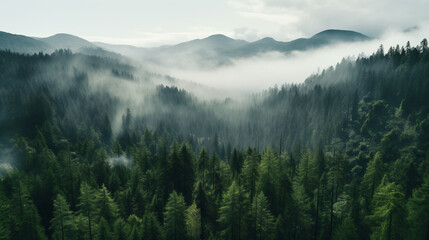 Birds eye view of misty forest landscape. Generative AI - 625560347