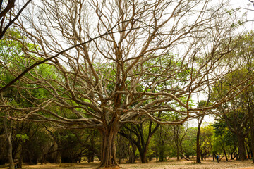 Old trees at Cubbon Park,Bengaluru,Karnataka,India. Huge, lush green tree cover in Cubbon Park with spread-out branches and trunks.