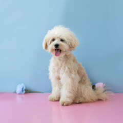 A white-colored poodle puppy sits on a blue background with its tongue sticking out
