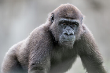 Fototapeta premium portrait of young gorilla