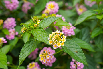 Lantana camara (common lantana) is a species of flowering plant within the verbena family (Verbenaceae),