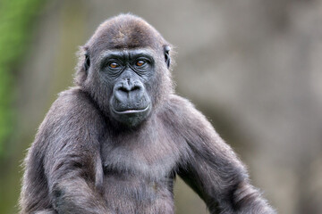 young gorilla portrait