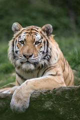 portrait of a bengal tiger