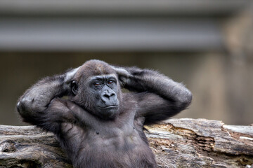 young western lowland gorilla relaxing with arms behind his head © Charlene