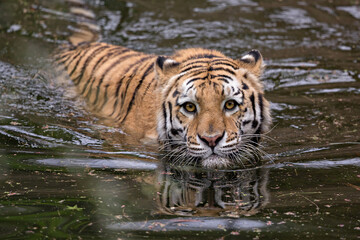 Fototapeta na wymiar bengal tiger swimming in water making eye contact