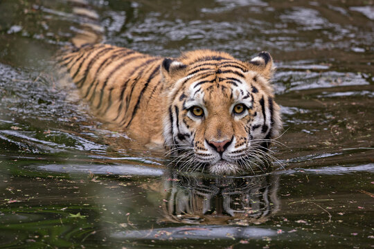 bengal tiger swimming in water making eye contact