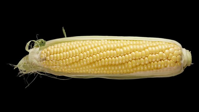 Half-peeled corn cob rotating on a black background. Isolated.