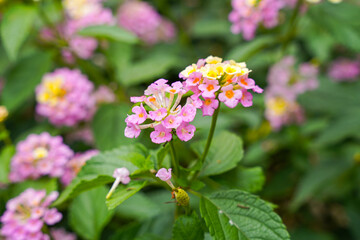 Lantana camara (common lantana) is a species of flowering plant within the verbena family (Verbenaceae),