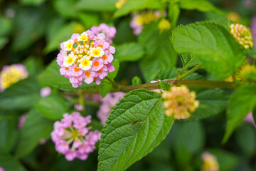 Lantana camara (common lantana) is a species of flowering plant within the verbena family (Verbenaceae),