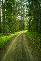 Fototapeta na wymiar Dirt road through the forest