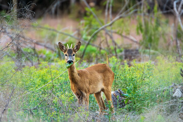 Deer eating leaf in forest