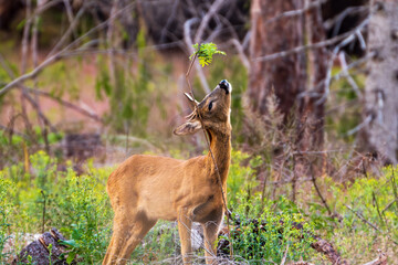 The deer looks at the leaves