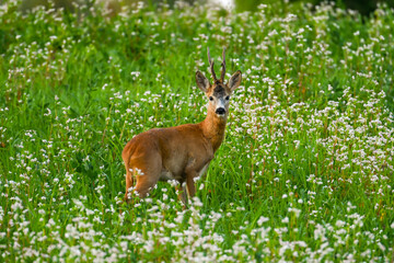 Deer facing camera in summer nature