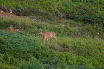 a roe buck yearling on the mountains at a summer morning