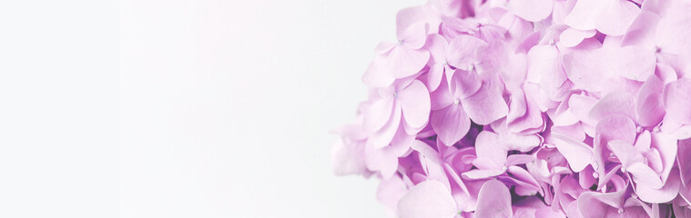 horizontal narrow banner with pink hydrangea, space for text