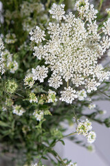 Bouquet of white flowers on a white background. Wild carrot and yarrow. Simple summer flower. Nature flora aesthetic. Petal bud. Floral botanical. Minimal style.