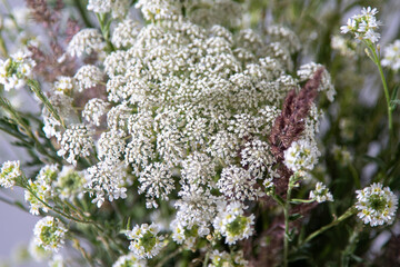 Bouquet of white flowers on a white background. Wild carrot and yarrow. Simple summer flower. Nature flora aesthetic. Petal bud. Floral botanical. Minimal style.