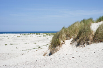 Fototapeta na wymiar White sand dune with grass at the beach of Terschelling in the Netherlands