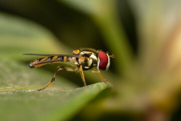 Fly on leaf