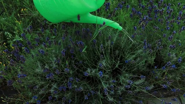 Gardening concept. Happy 60s female hands transplants lavender plant into plastic long pot, watering flowers from a watering can outdoors. High quality photo. High quality FullHD footage