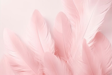 Beautiful color feathers on white background, feather texture, pink background