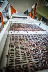 Pistachios from the conveyor belt during the manual discard phase. In Sicily in Bronte