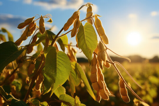 Soybean pods on soybean plantation, in sunlight background, close up.  Soybean field.  Soy plant. Soy pods.