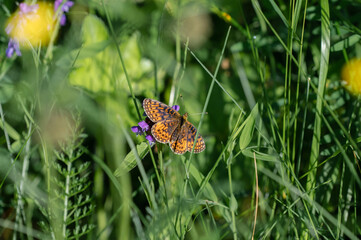 Purple bog fritillary on a violet flower