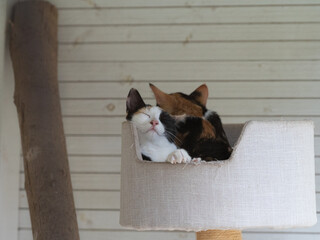 Two kittens sleeping on top of a cat tree
