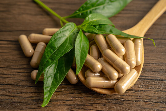 Andrographis paniculata or Kariyat leaf plant with herb capsules to treating covid19 coronavirus viral infection.