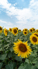 Obraz premium Sunflowers Field of sunflowers. Sunflowers in the field. Sunflowers and the sky