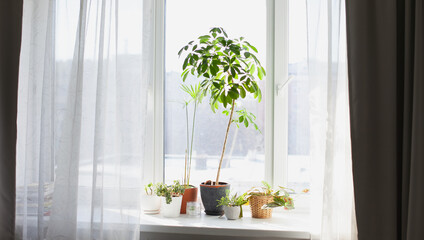 Variety of green potted plants on the windowsill at home in apartment 