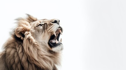 Fototapeta premium Lion on a white background with text space can use for advertising, ads, branding
