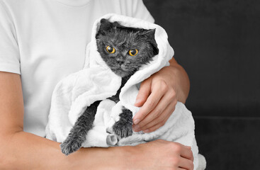 Girl holding a funny wet gray cat wrapped in a towel after bathing, pet hygiene