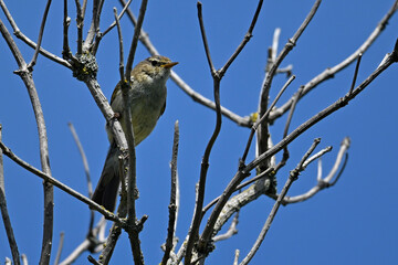 Chiffchaff // Zilpzalp (Phylloscopus collybita)