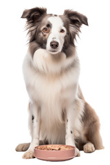 border collie dog with bowl isolated on white