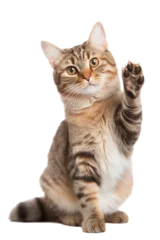 Foto op Aluminium cat giving high five, isolated on white © Lucas