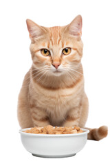 cat with bowl isolated on white © Lucas