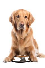 golden retriever dog with bowl isolated on white